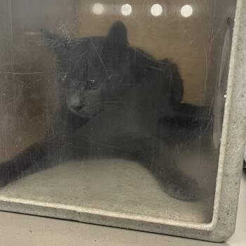Bella Boo -  Domestic Short Hair Cat for Adoption in Philadelphia, Pennsylvania - Bella Boo | PetCurious