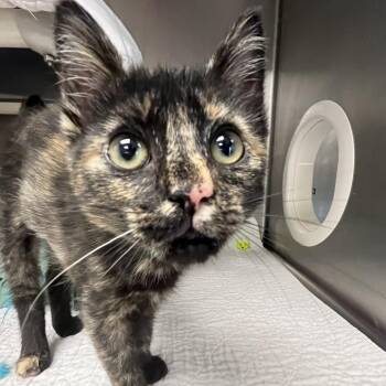Asparagus -  Domestic Short Hair Cat for Adoption in West Palm Beach, Florida - Asparagus | PetCurious