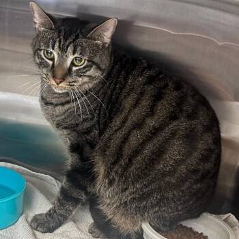 Cosmo -  Domestic Short Hair Cat for Adoption in Indianapolis, Indiana - Cosmo | PetCurious