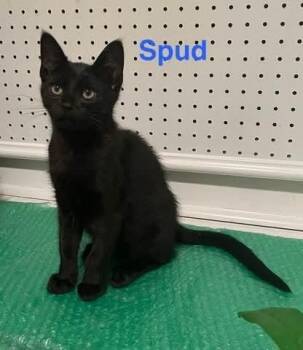 Spud -  Domestic Short Hair Cat for Adoption in Manchester, Maryland - Spud | PetCurious