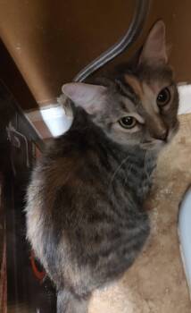 Sunfyre -  Domestic Short Hair Cat for Adoption in Phoenix, Arizona - Sunfyre | PetCurious