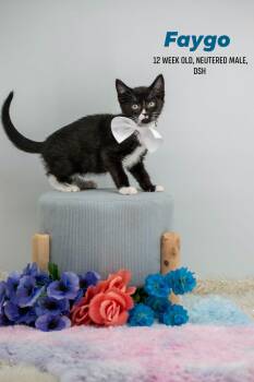 Faygo -  Domestic Short Hair Cat for Adoption in Sevierville, Tennessee - Faygo | PetCurious