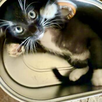 Twig* -  Domestic Short Hair Cat for Adoption in San Gabriel, California - Twig* | PetCurious
