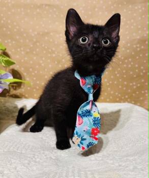 Domestic Short Hair Cats Available for Adoption in Groveland, Massachusetts - Linus | PetCurious