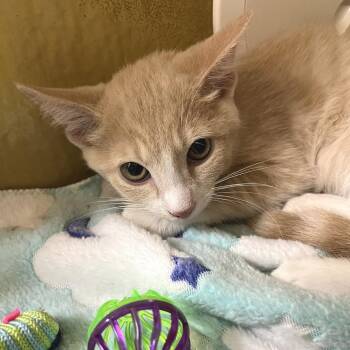 Hot Link 54047 -  Domestic Short Hair Cat for Adoption in Las Vegas, Nevada - Hot Link 54047 | PetCurious
