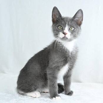 Tom -  Domestic Short Hair Cat for Adoption in Mobile, Alabama - Tom | PetCurious
