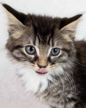 Jyn -  Domestic Medium Hair and Tabby Cat for Adoption in Kennesaw, Georgia - Jyn | PetCurious