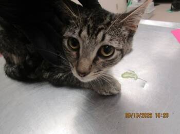 Kenya(616) -  Domestic Short Hair Cat for Adoption in Marietta, Georgia - Kenya(616) | PetCurious
