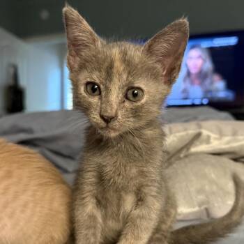 Xerogel 22 -  Domestic Short Hair Cat for Adoption in Austin, Texas - Xerogel 22 | PetCurious