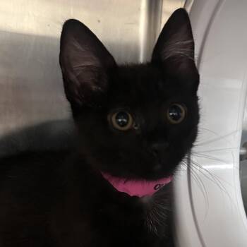 Fish Stick -  Domestic Short Hair Cat for Adoption in Lakeland, Florida - Fish Stick | PetCurious
