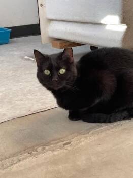 Rescue Domestic Short Hair Cats for Adoption in Hayward, Wisconsin - Bunny | PetCurious