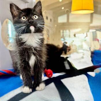 Rocko -  Domestic Medium Hair Cat for Adoption in Los Angeles, California - Rocko | PetCurious