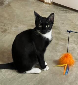 Rescue Domestic Short Hair Cats for Adoption in Sandy Springs, Georgia - Monti | PetCurious