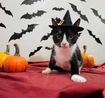 Juliette- Your New Best Friend -  American Shorthair Cat for Adoption in Stamford, Connecticut - Juliette- Your New Best Friend | PetCurious