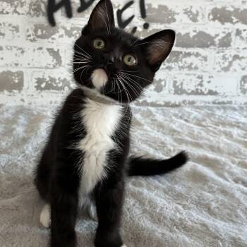 Henry -  Domestic Short Hair and Ragdoll Cat for Adoption in San Tan Valley, Arizona - Henry | PetCurious