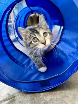 Dolly -  Domestic Short Hair and Tabby Cat for Adoption in Skyline, Minnesota - Dolly | PetCurious