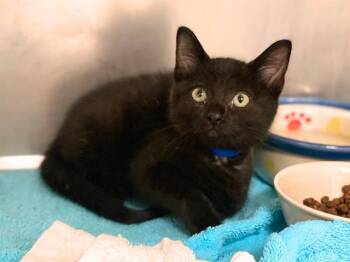 CHAZ -  Domestic Short Hair Cat for Adoption in Fort Wayne, Indiana - CHAZ | PetCurious