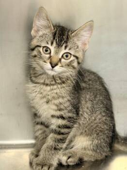 Bradley -  Domestic Short Hair Cat for Adoption in Menomonie, Wisconsin - Bradley | PetCurious