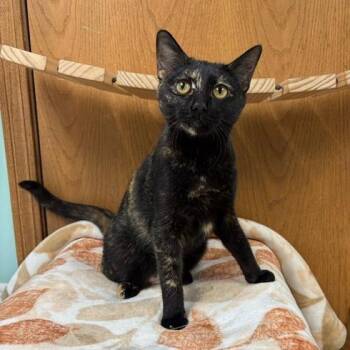 Celestine -  Domestic Short Hair Cat for Adoption in Fargo, North Dakota - Celestine | PetCurious
