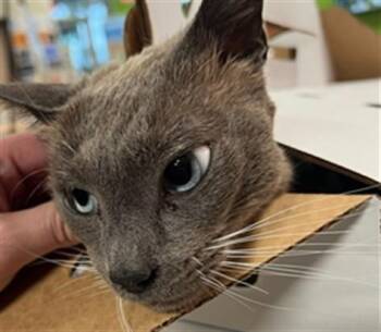 Domestic Short Hair Cats Available for Adoption in Louisville, Kentucky - BLUE CHEESE | PetCurious