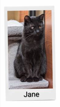 Jane -  Domestic Short Hair Cat for Adoption in Caistor Centre, Ontario - Jane | PetCurious