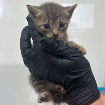 Coral -  Domestic Short Hair Cat for Adoption in Corpus Christi, Texas - Coral | PetCurious