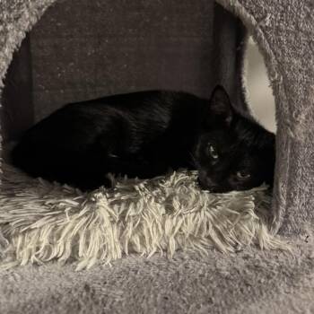 Hirono -  Domestic Short Hair Cat for Adoption in Chicago, Illinois - Hirono | PetCurious