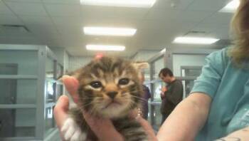 A1263738 -  Domestic Short Hair Cat for Adoption in Charlotte, North Carolina - A1263738 | PetCurious