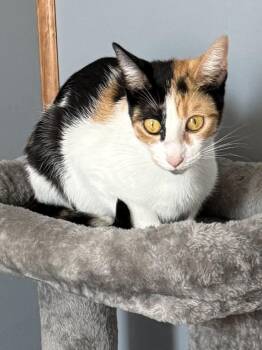 Chai -  Domestic Short Hair Cat for Adoption in Hamburg, New York - Chai | PetCurious