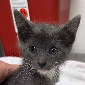 SLIM -  Russian Blue Cat for Adoption in West Palm Beach, Florida - SLIM | PetCurious