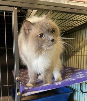 Lulu -  Siamese Cat for Adoption in Wayland, Michigan - Lulu | PetCurious