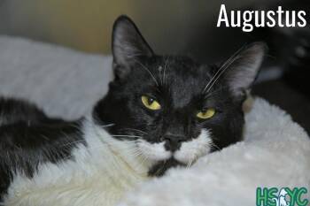 Domestic Short Hair Cats Available for Adoption in Fort Mill, South Carolina - Augustus | PetCurious