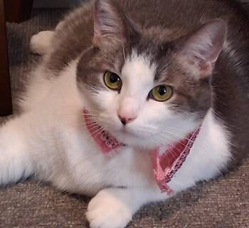 Domestic Short Hair Cats Available for Adoption in Cuyahoga Falls, Ohio - Peggy Peaches (courtesy Post) | PetCurious