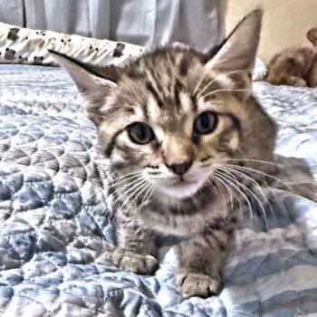 Jameson -  Tabby Cat Available for Adoption in Rutherfordton, North Carolina - Jameson | PetCurious