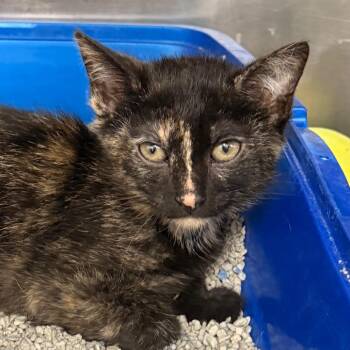 Kite & Key -  Domestic Short Hair Cat for Adoption in Evansville, Indiana - Kite & Key | PetCurious