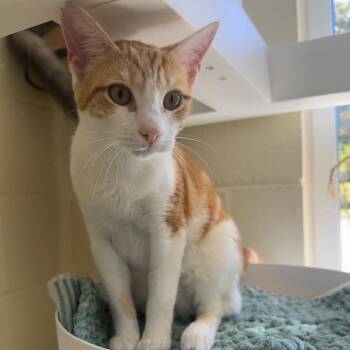 Beans -  Domestic Short Hair Cat for Adoption in Chesapeake, Virginia - Beans | PetCurious