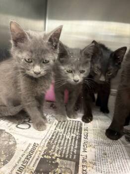 Rescue Russian Blue Cats for Adoption in Portland, Indiana - Jerico | PetCurious