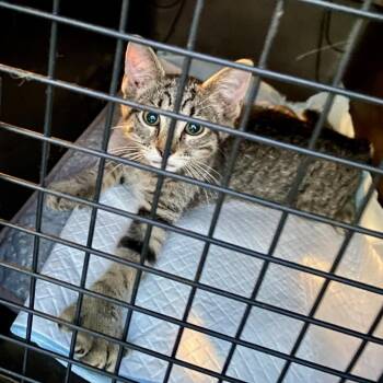 Larkin -  Extra Toes Cat Hemingway Polydactyl Cat for Adoption in Jupiter, Florida - Larkin | PetCurious