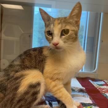 Buddie -  Domestic Short Hair Cat for Adoption in Norman, Oklahoma - Buddie | PetCurious