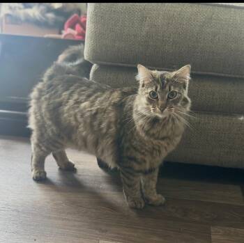 Tabby Cats Available for Adoption - Billy | PetCurious
