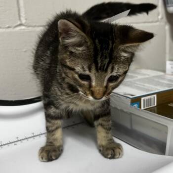 Polina -  Domestic Short Hair Cat for Adoption in Birmingham, Alabama - Polina | PetCurious