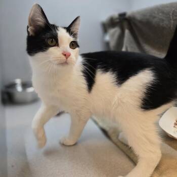 Cady -  Domestic Short Hair Cat for Adoption in Pittsburgh, Pennsylvania - Cady | PetCurious
