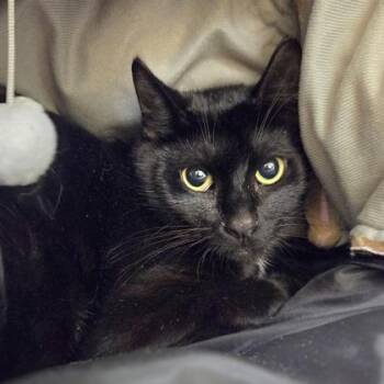 Domestic Short Hair Cats Available for Adoption in Westland, Michigan - Queen | PetCurious