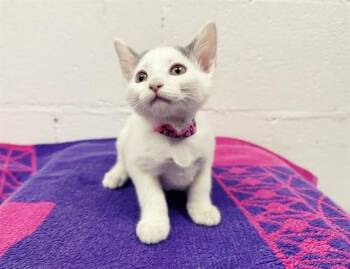 JUNIE B JONES -  Domestic Short Hair Cat for Adoption in Brentwood, Missouri - JUNIE B JONES | PetCurious