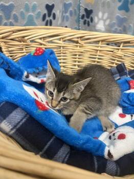 Domestic Short Hair Cats Available for Adoption in Rosenberg, Texas - MINNIE | PetCurious