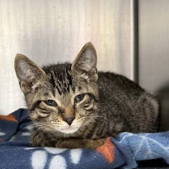 Gon -  Domestic Short Hair Cat for Adoption in Oakland, California - Gon | PetCurious