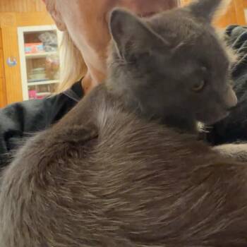 Smokey -  Domestic Medium Hair Cat for Adoption in Hemet, California - Smokey | PetCurious