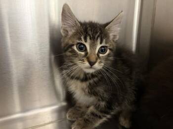 KAKAMORA -  Domestic Short Hair Cat for Adoption in Auburn, California - KAKAMORA | PetCurious