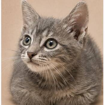 Domestic Short Hair Cats Available for Adoption in Tustin, California - Miel | PetCurious
