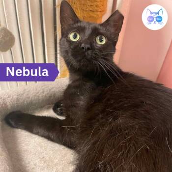 Nebula -  Domestic Short Hair Cat for Adoption in Penfield, New York - Nebula | PetCurious